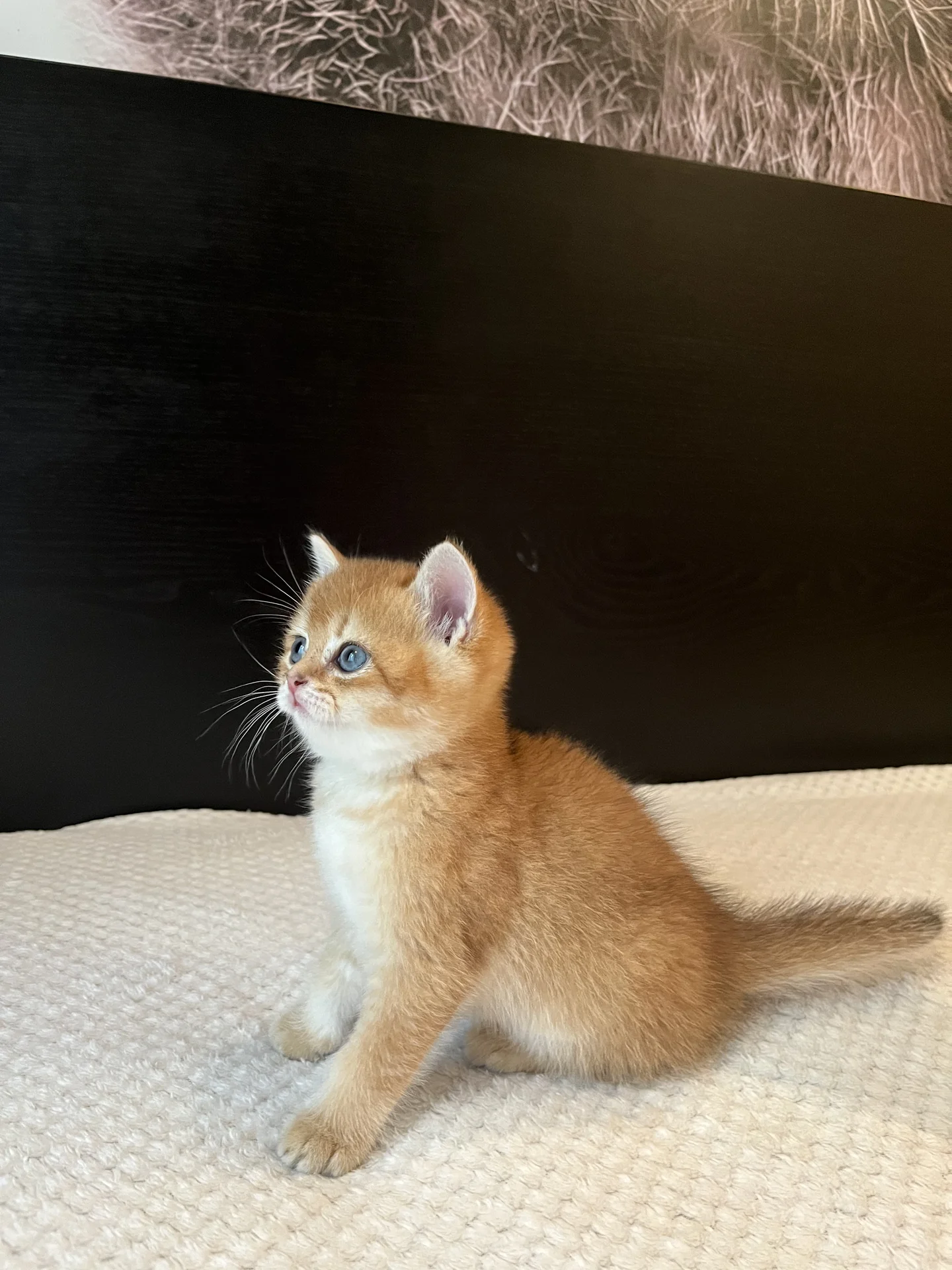 Шотландские котята - миниатюра 6