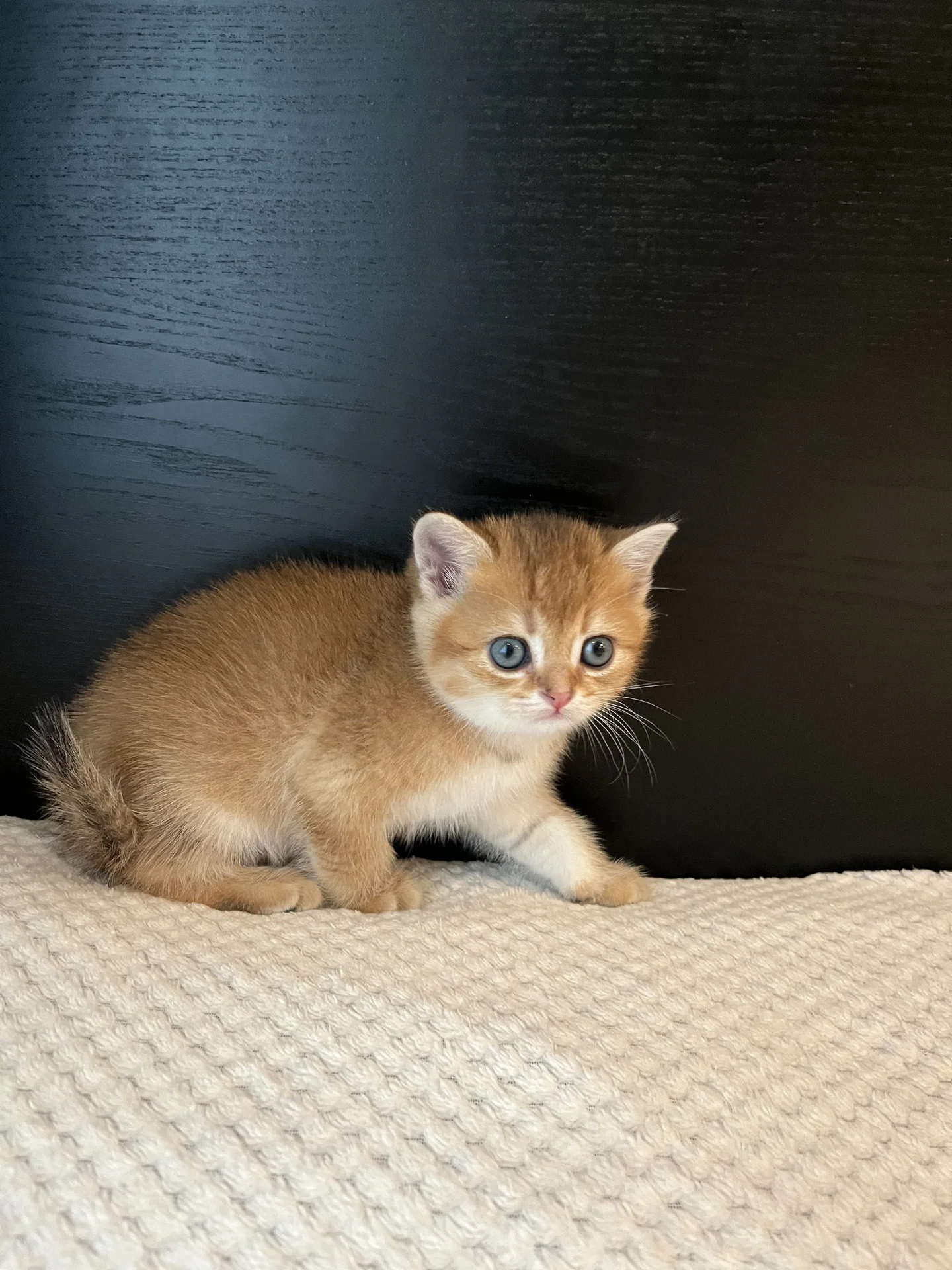 Шотландские котята - миниатюра 7