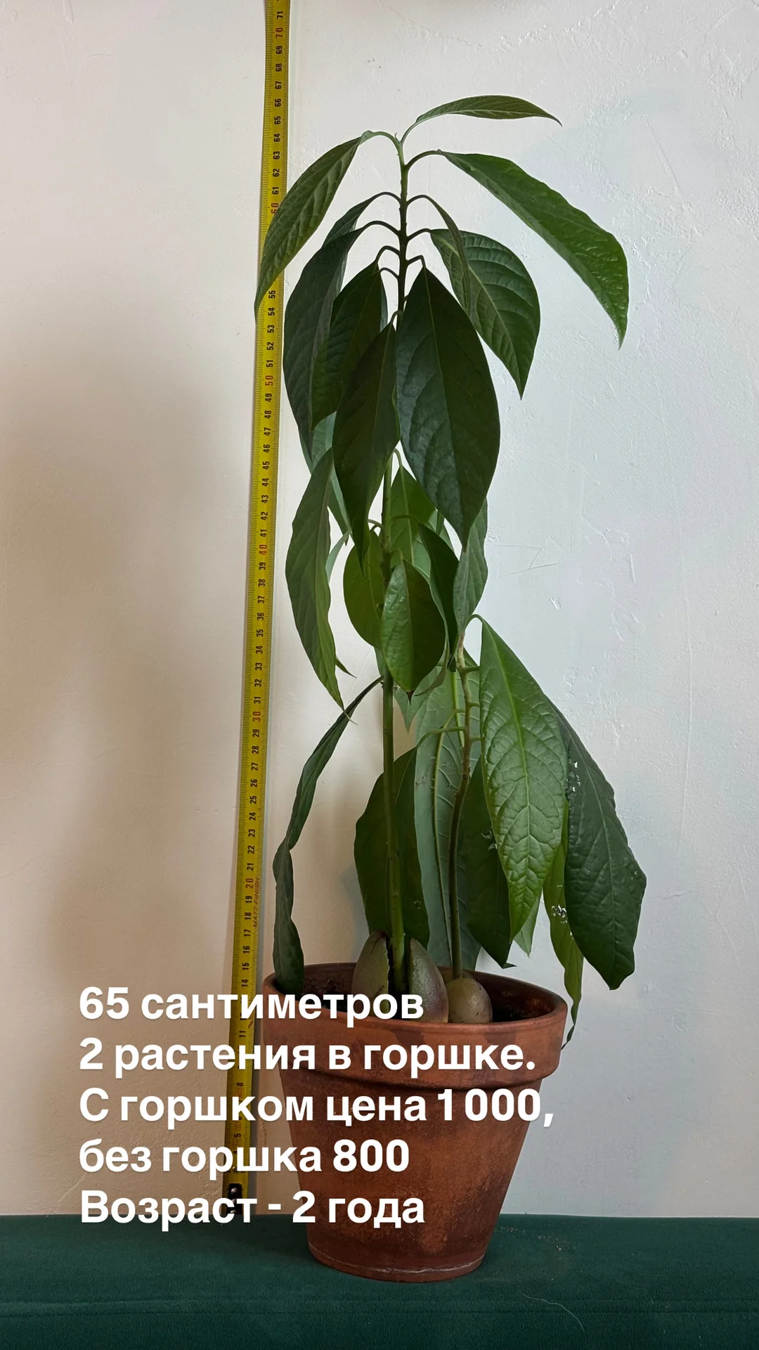 Авокадо - миниатюра 3