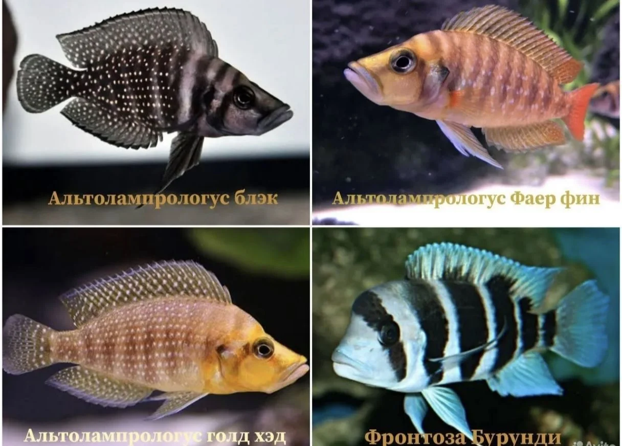 Аквариумные рыбки - миниатюра 2