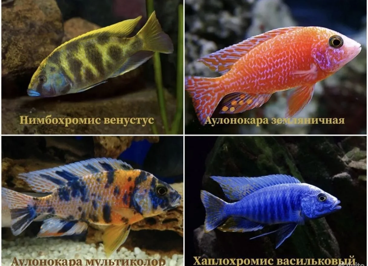 Аквариумные рыбки - миниатюра 3