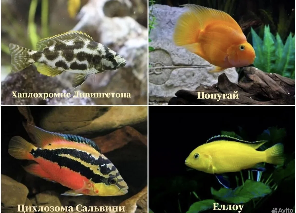 Аквариумные рыбки - миниатюра 4