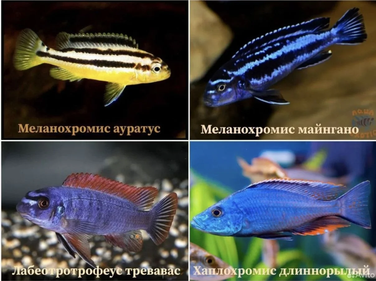 Аквариумные рыбки - миниатюра 5