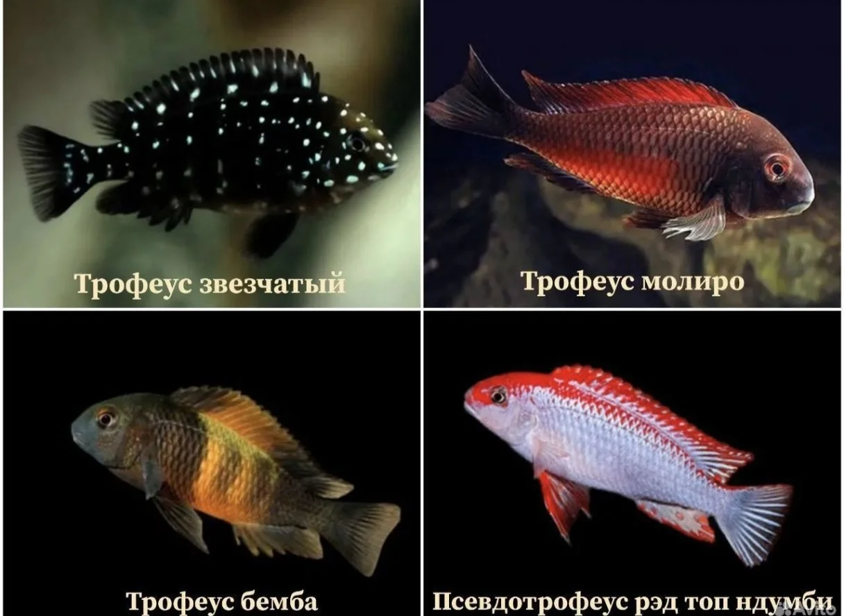 Аквариумные рыбки - миниатюра 6