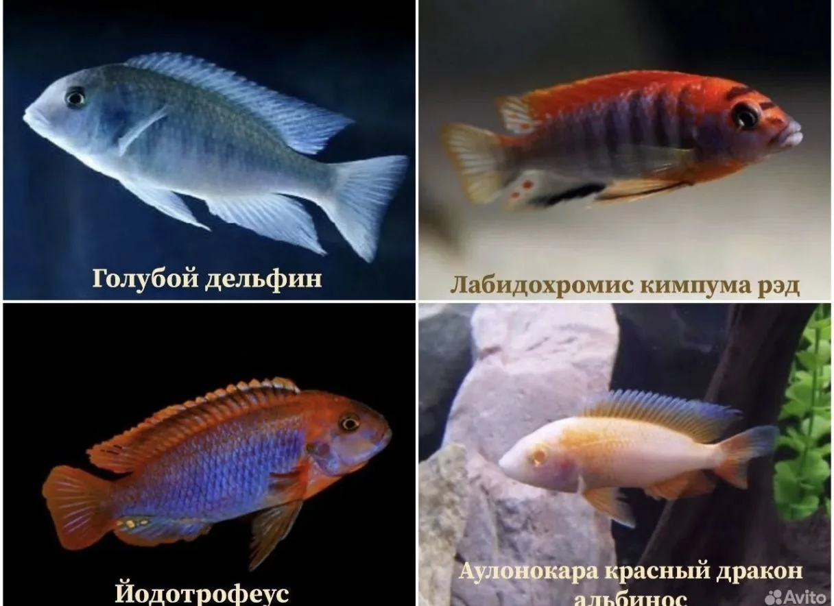 Аквариумные рыбки - миниатюра 7