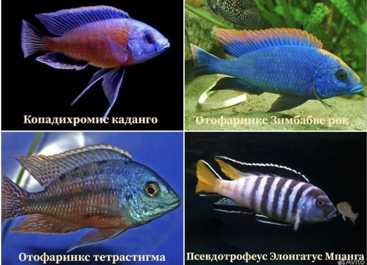 Аквариумные рыбки - миниатюра 8