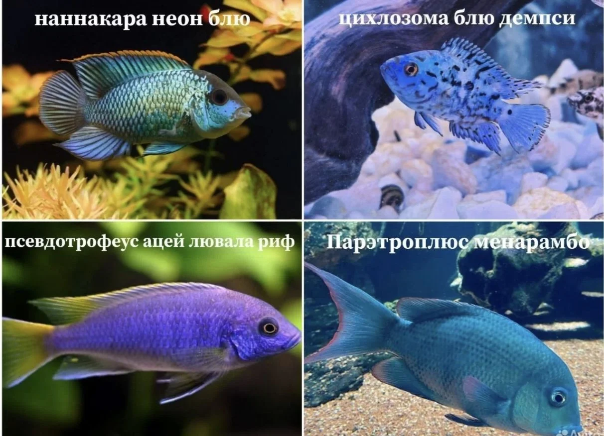 Аквариумные рыбки - миниатюра 9