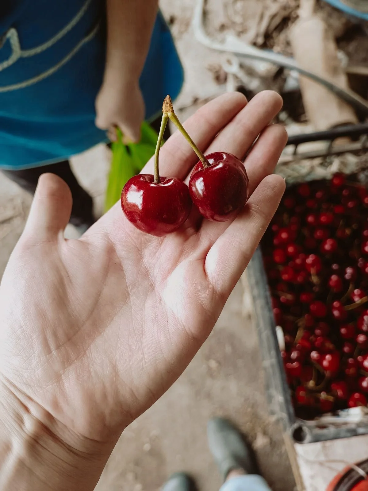 черешня (розовая и черная)