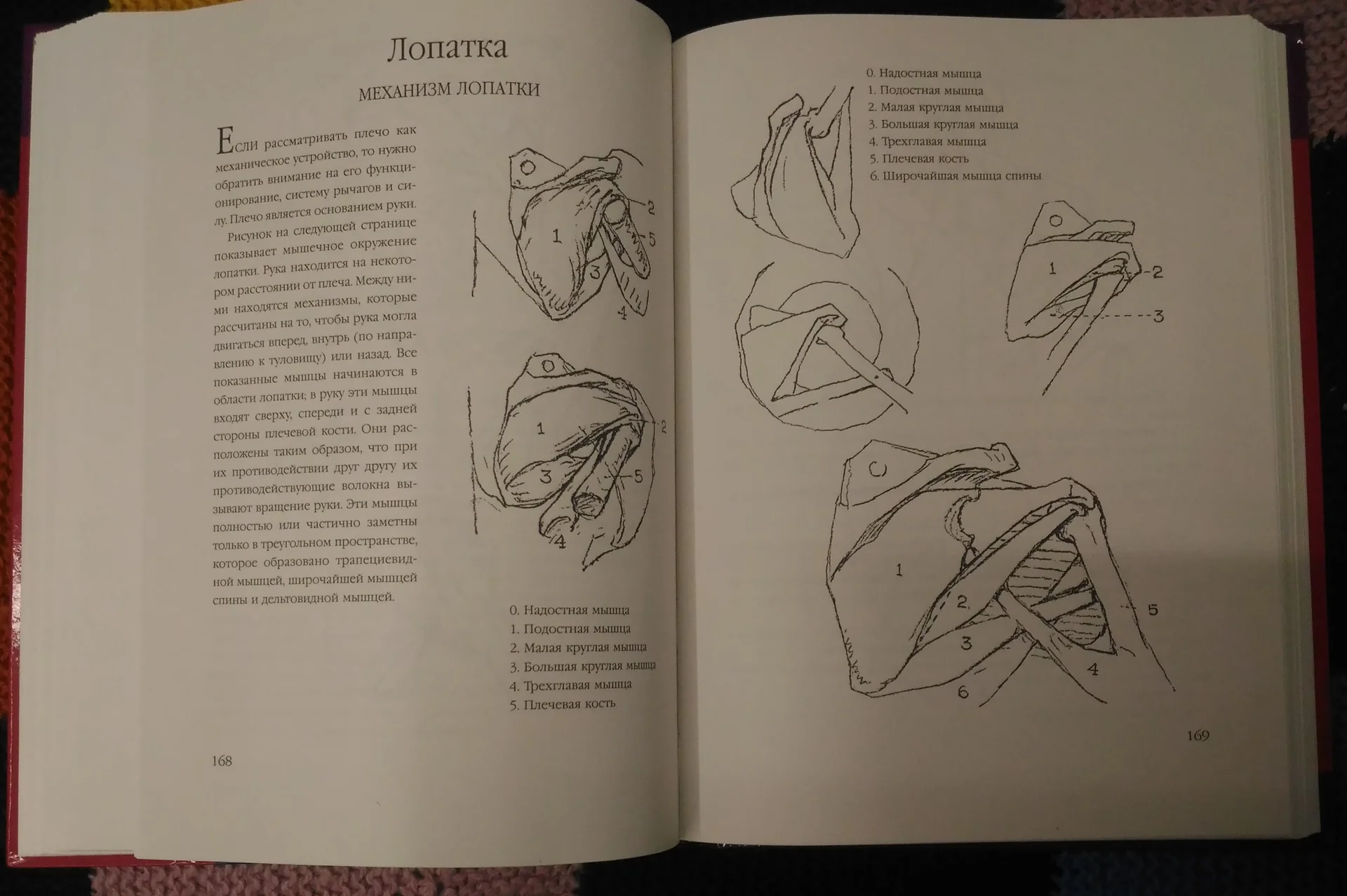 Джордж Бриджмен. Koнструктивная анатoмия - миниатюра 4