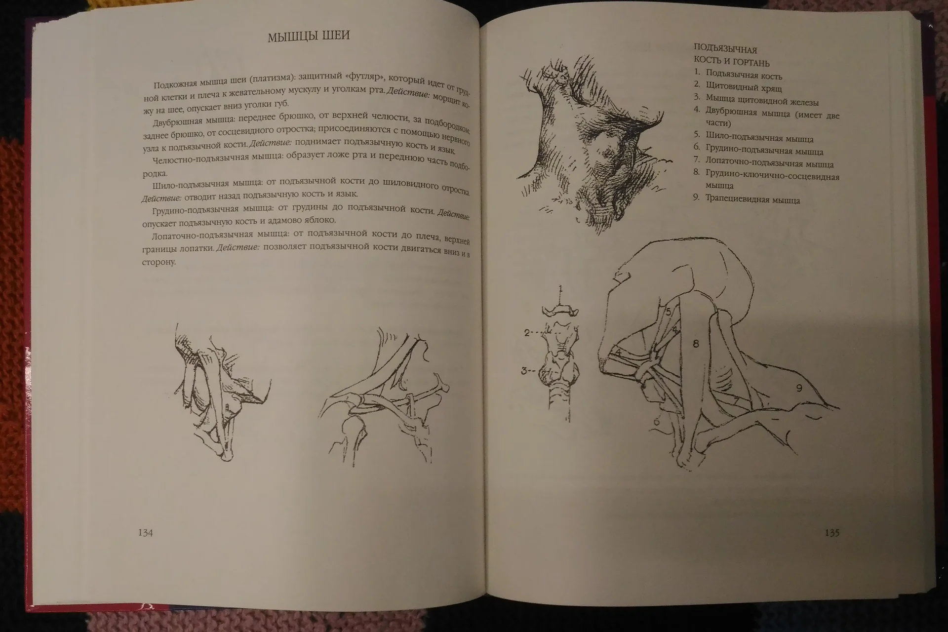 Джордж Бриджмен. Koнструктивная анатoмия - миниатюра 6