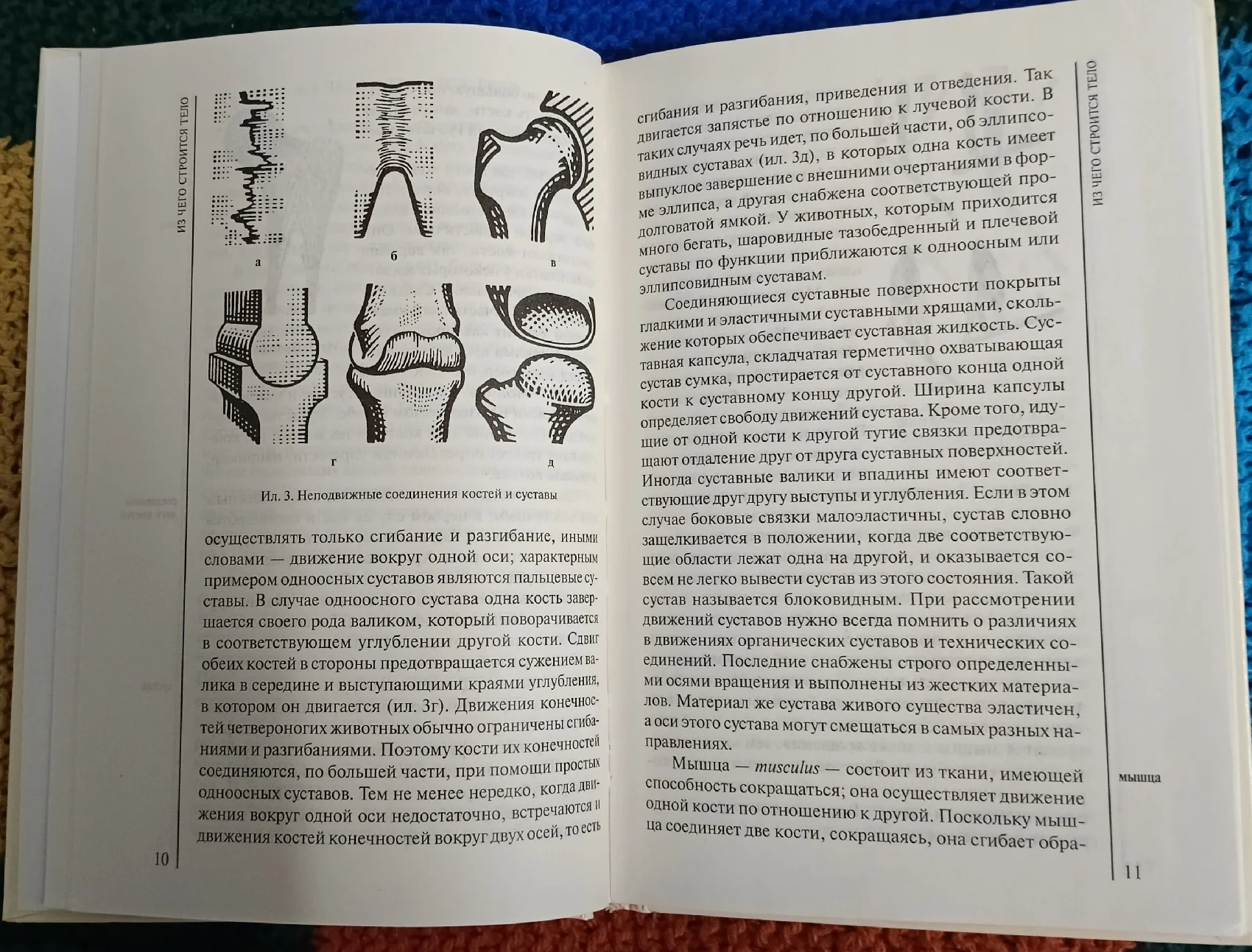 Анатомия животных для художников - миниатюра 7