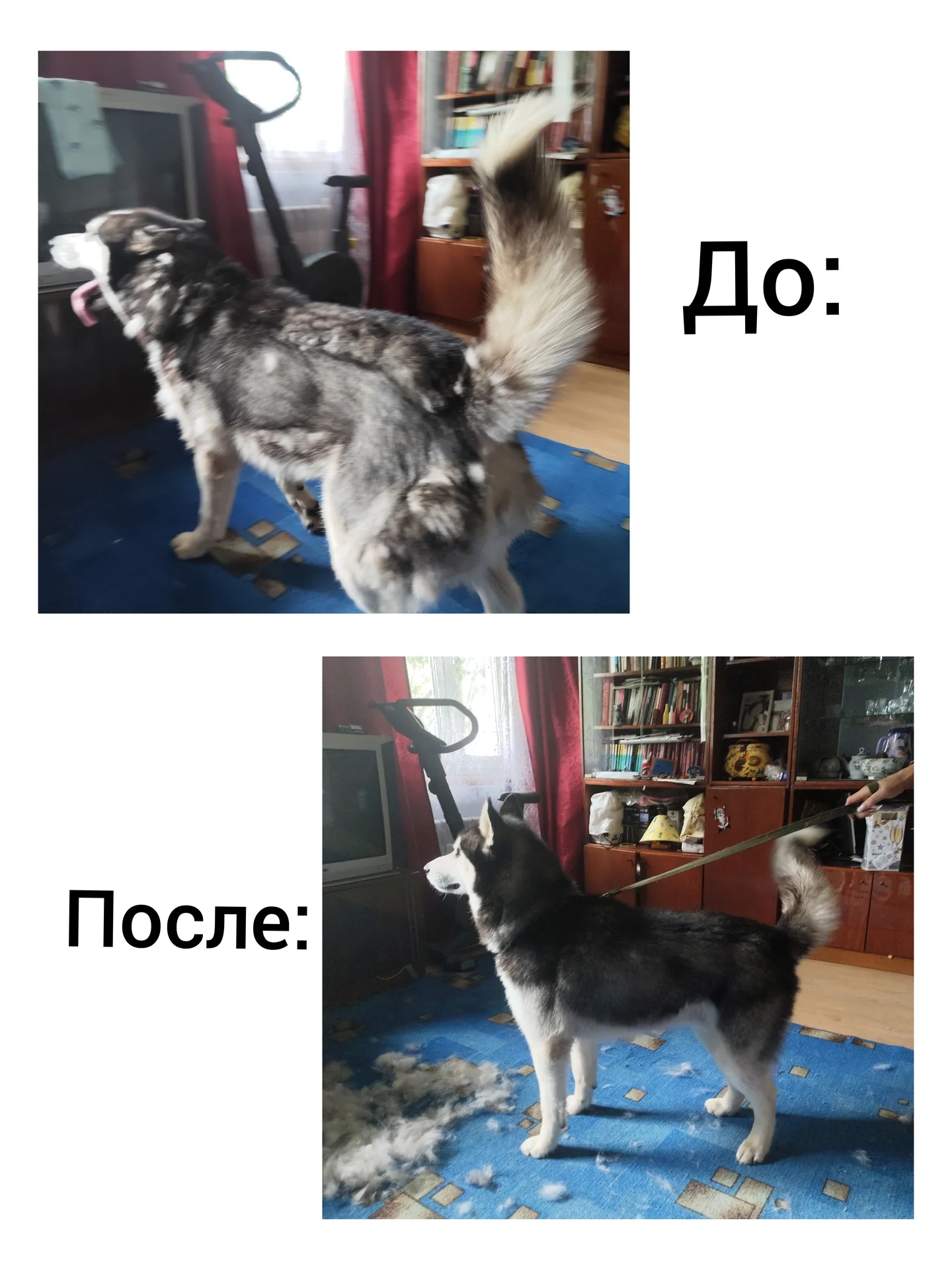 Груминг собак и кошек - миниатюра 2