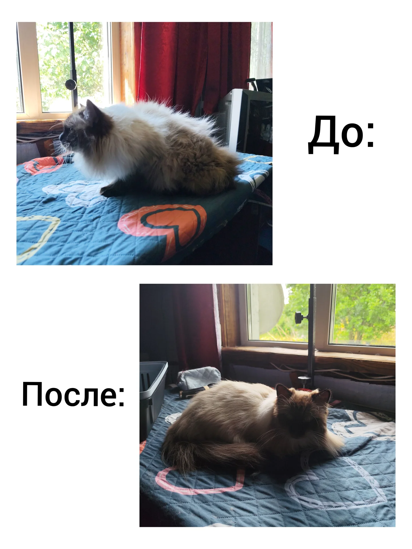 Груминг собак и кошек - миниатюра 3