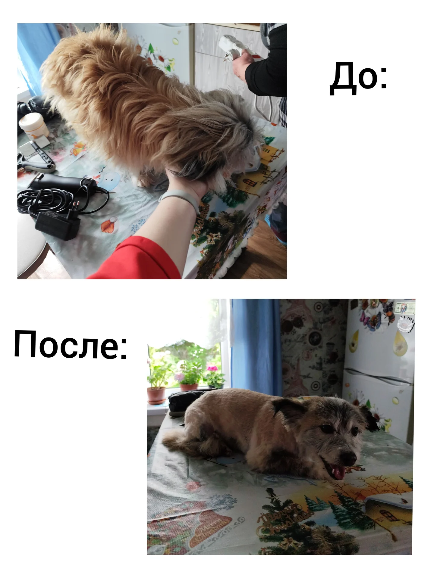 Груминг собак и кошек - миниатюра 5