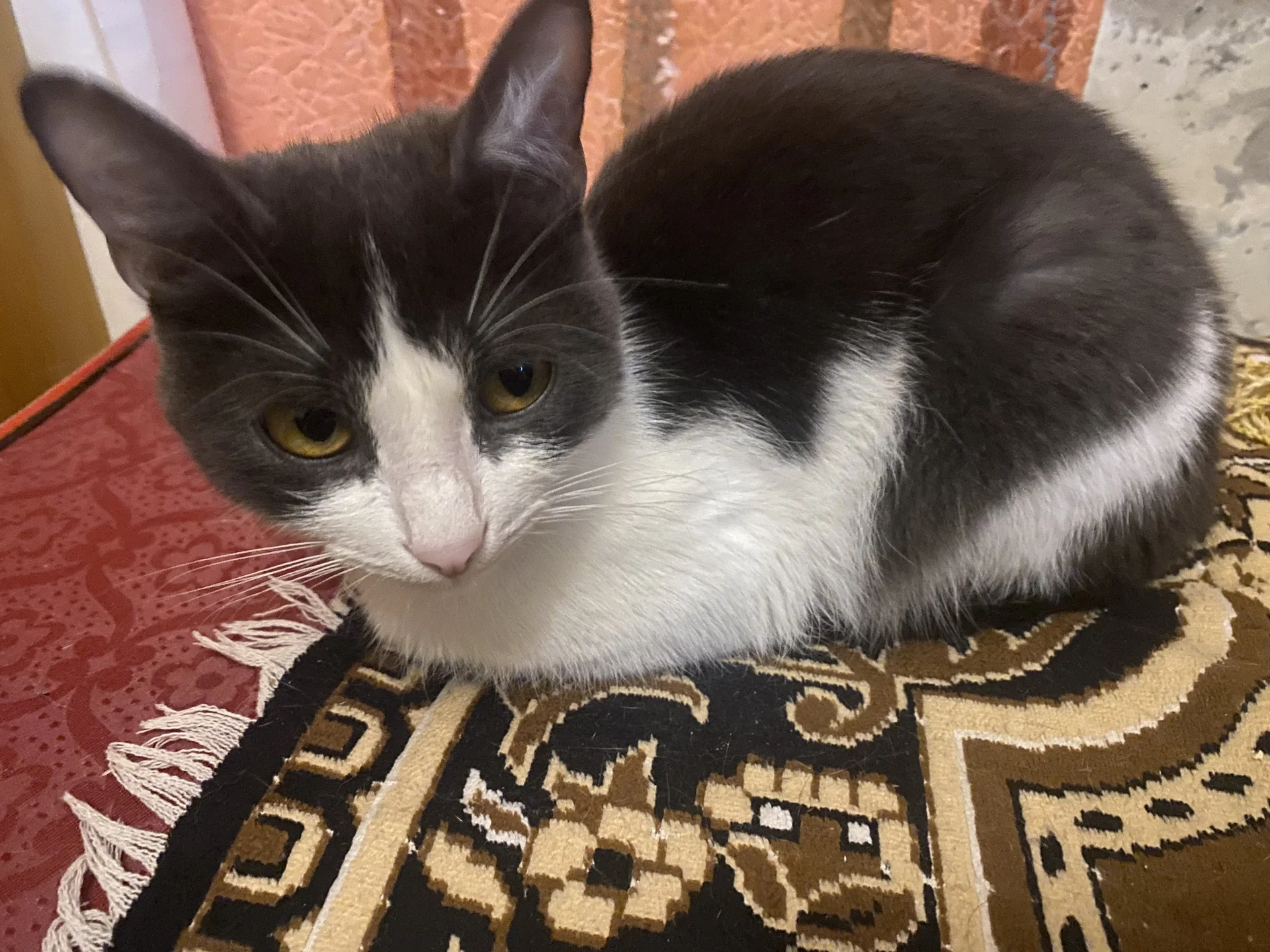 Кошечки и коты - миниатюра 3