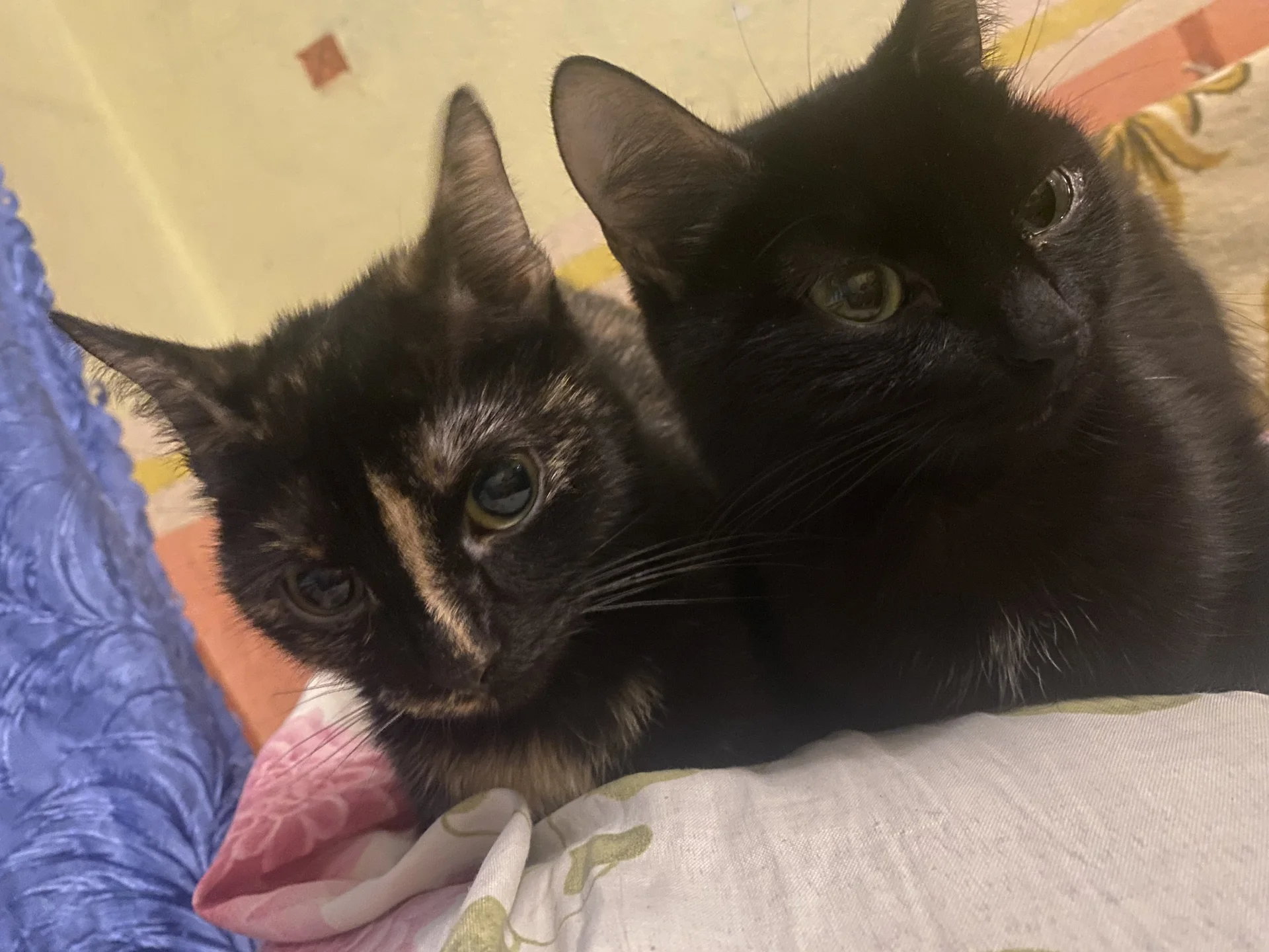Кошечки и коты - миниатюра 4