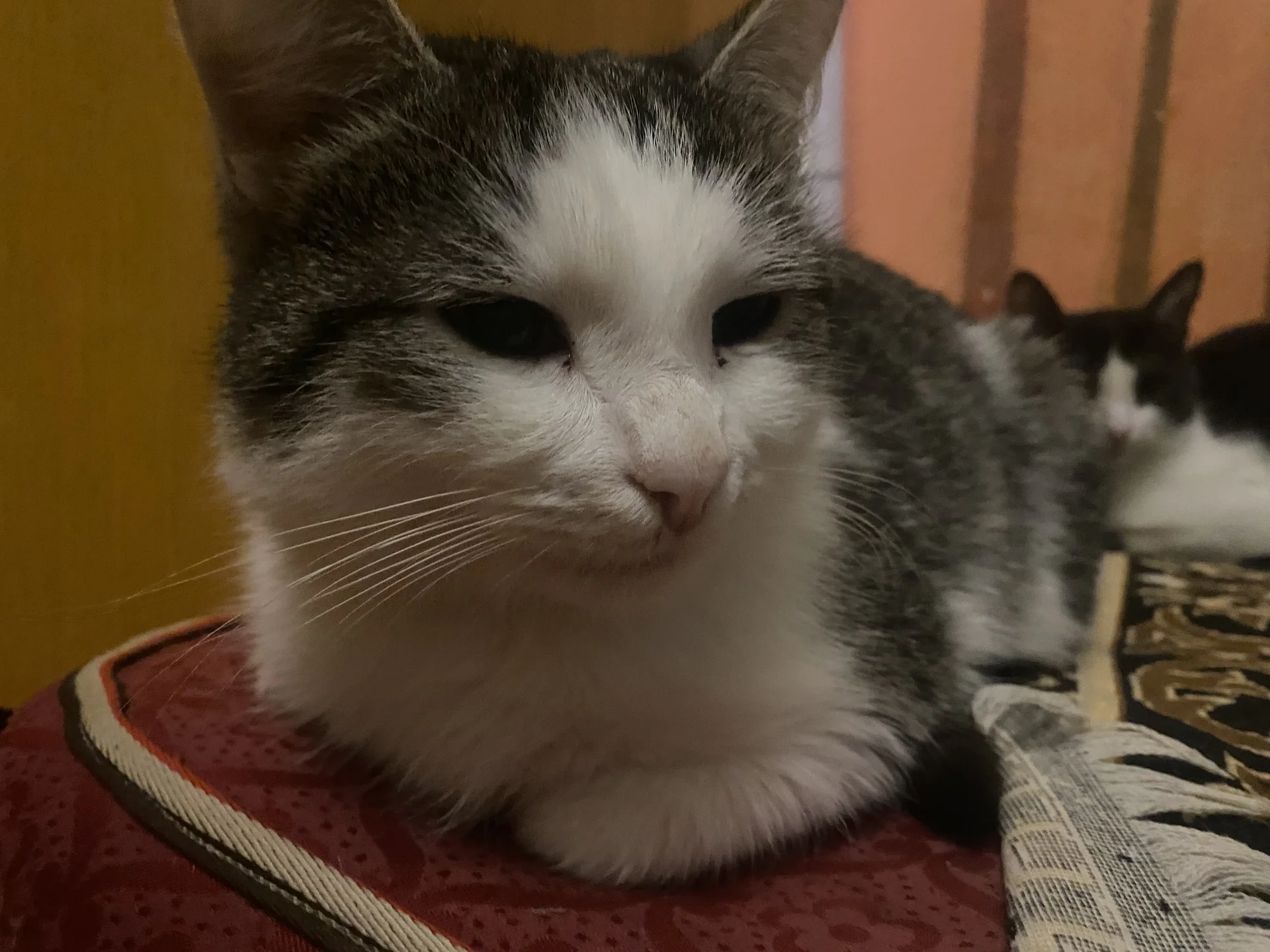 Кошечки и коты - миниатюра 5