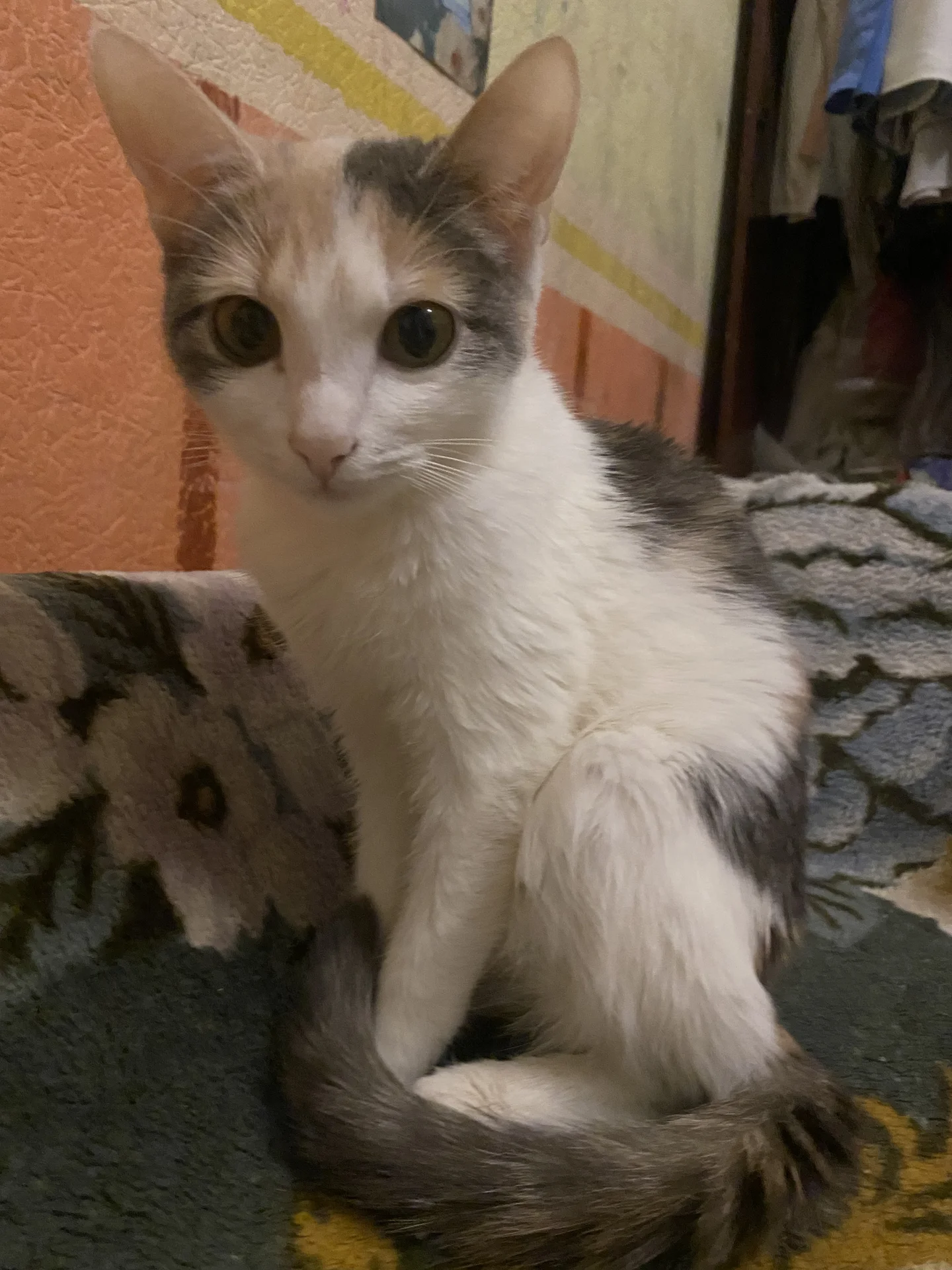 Котята - изображение 1