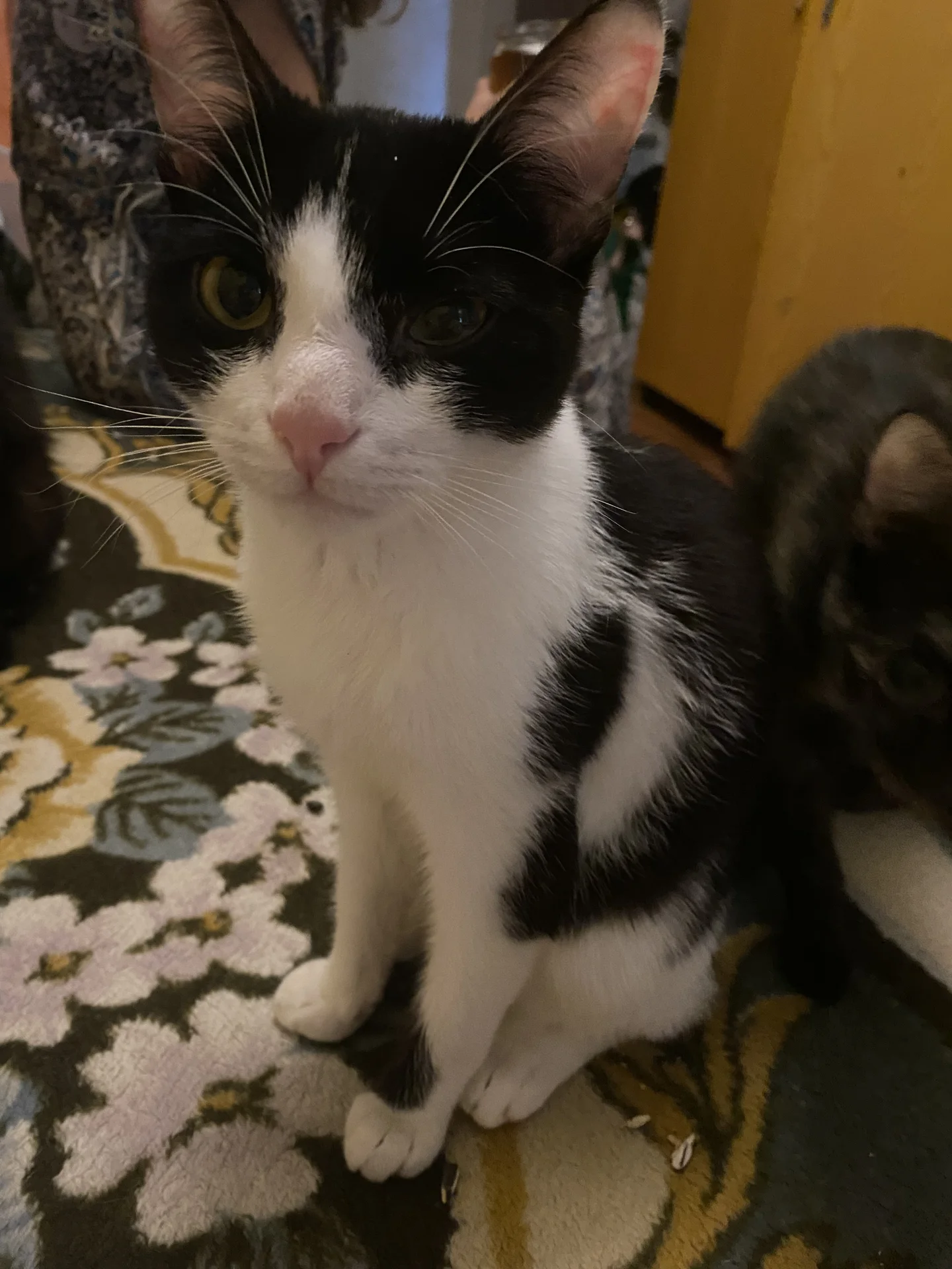 Котята - миниатюра 2