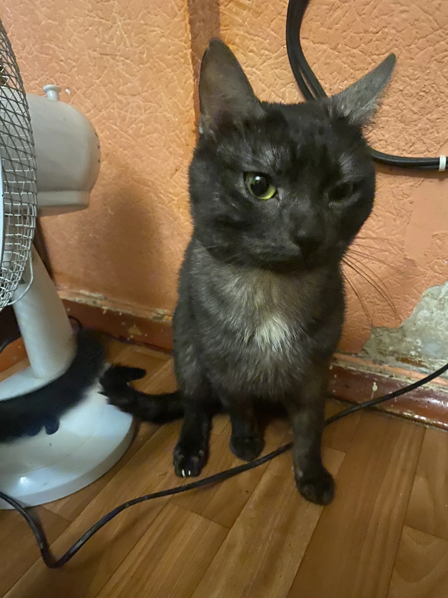 Котята - миниатюра 3