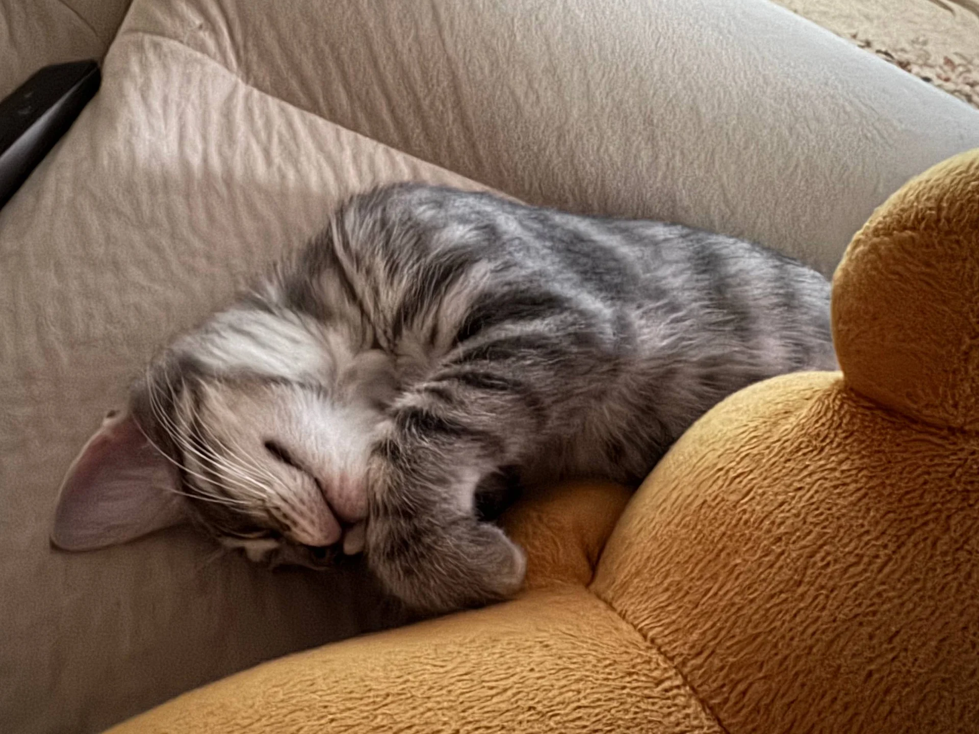 Котёнка в добрые руки - миниатюра 3