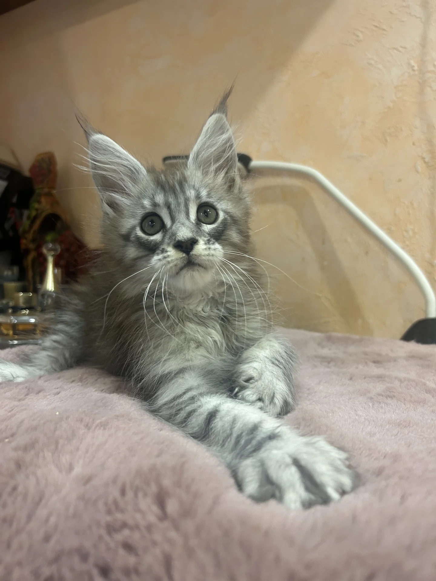 Мейн Кун котенок - миниатюра 2