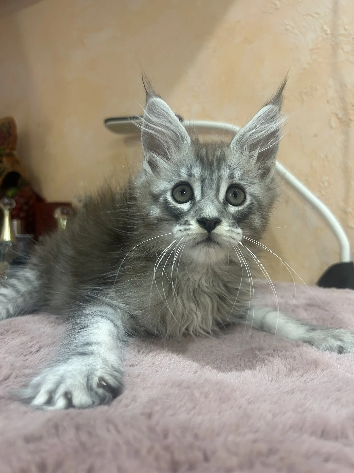Мейн Кун котенок - миниатюра 3