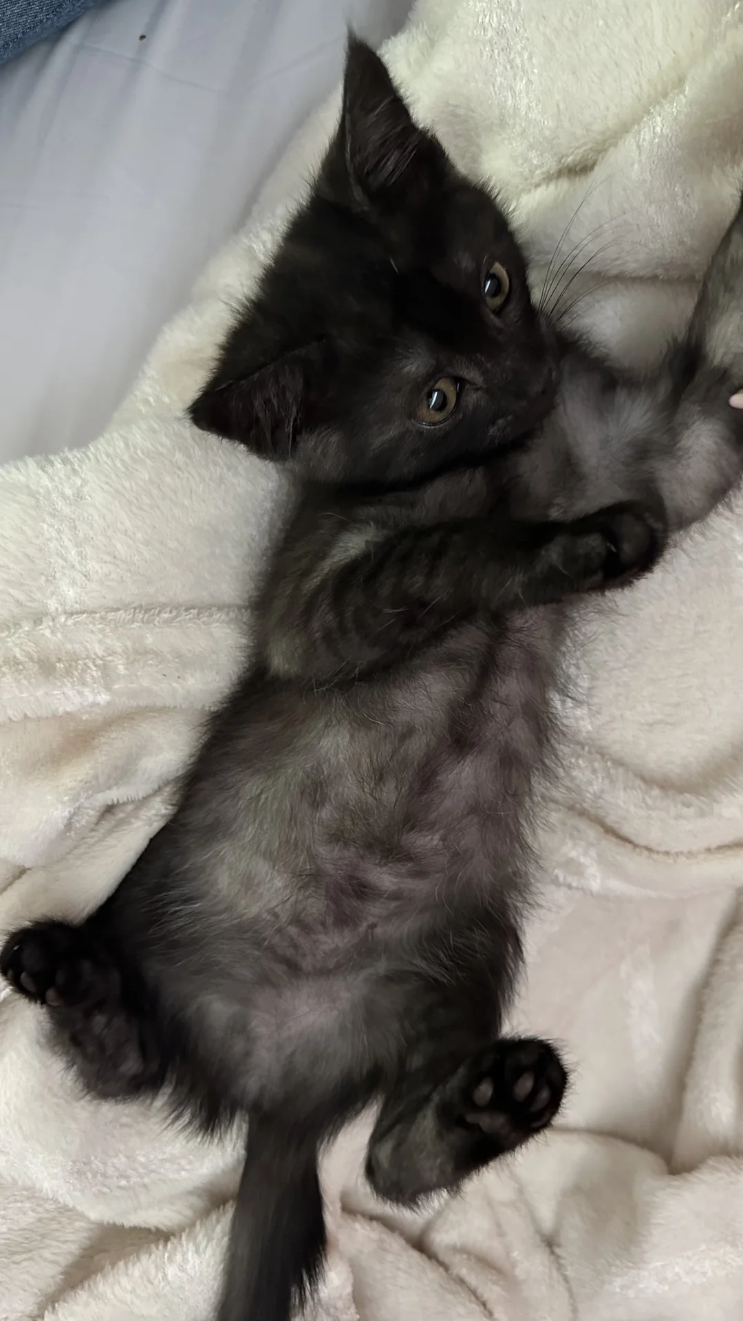 Котенок бесплатно - миниатюра 3