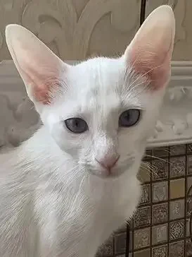 Котенок - изображение 1