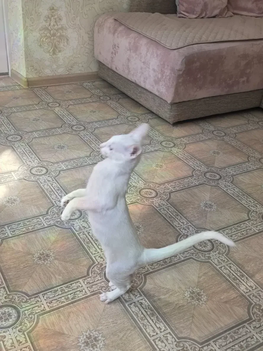 Котенок - миниатюра 2