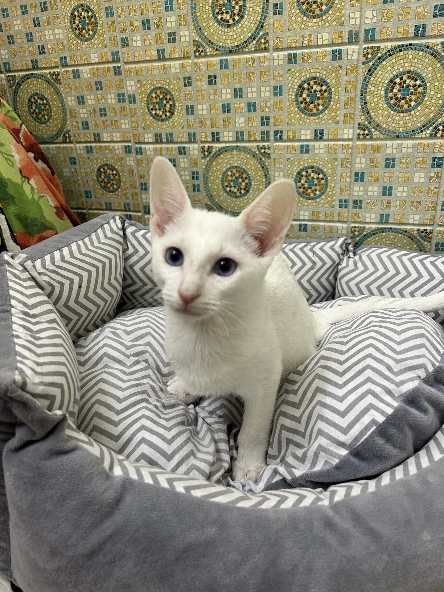 Котенок - миниатюра 3