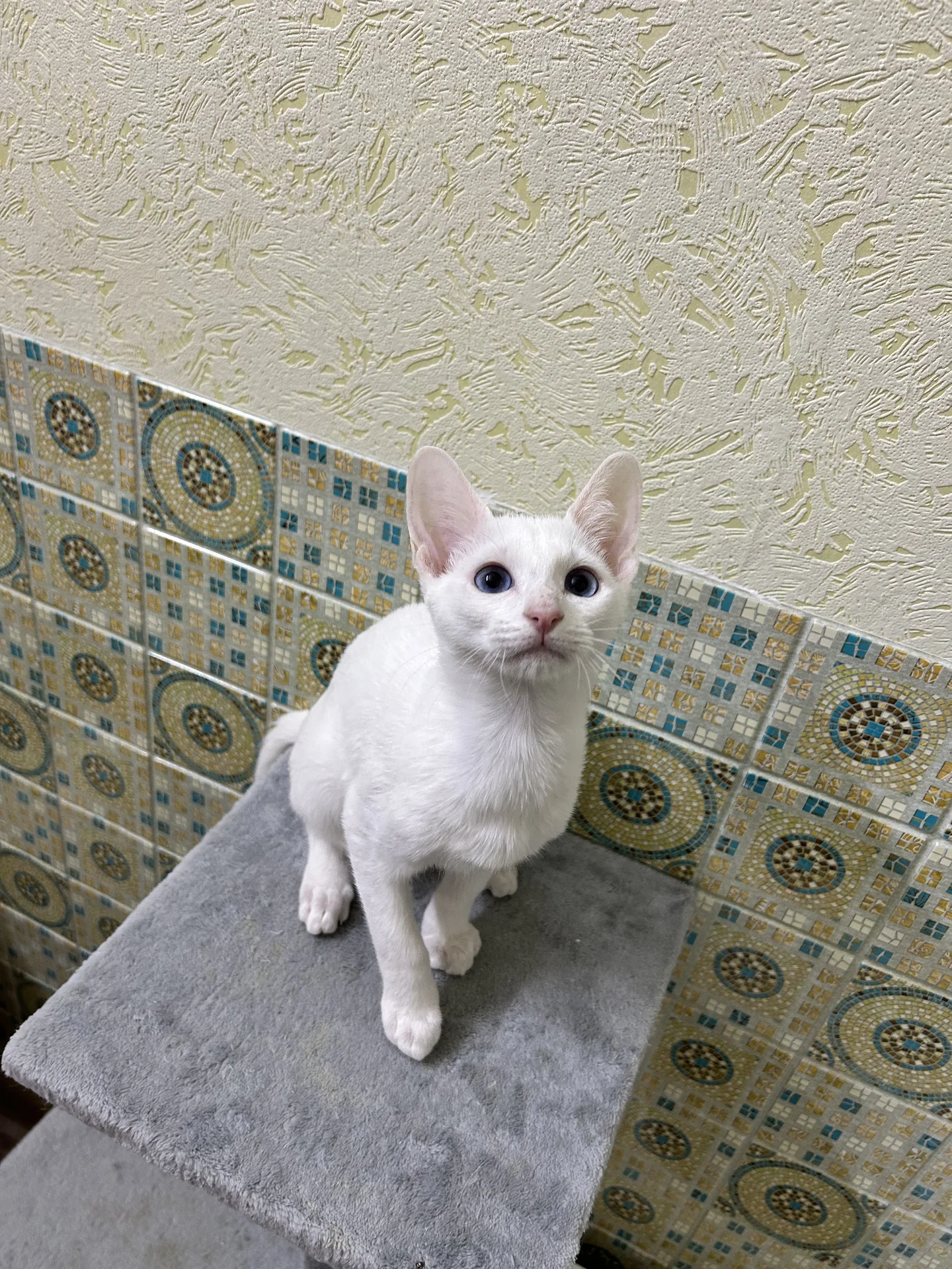 Котенок - миниатюра 4