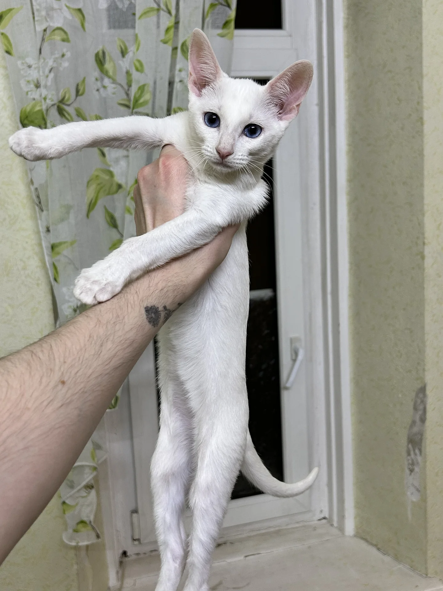 Котенок - миниатюра 5