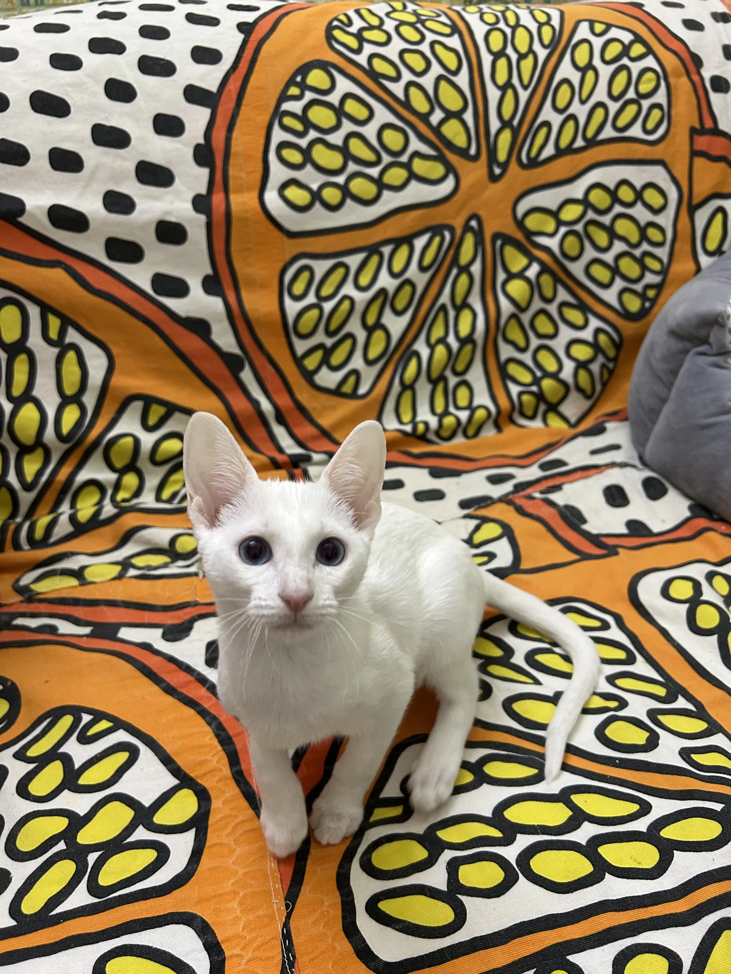 Котенок - миниатюра 7