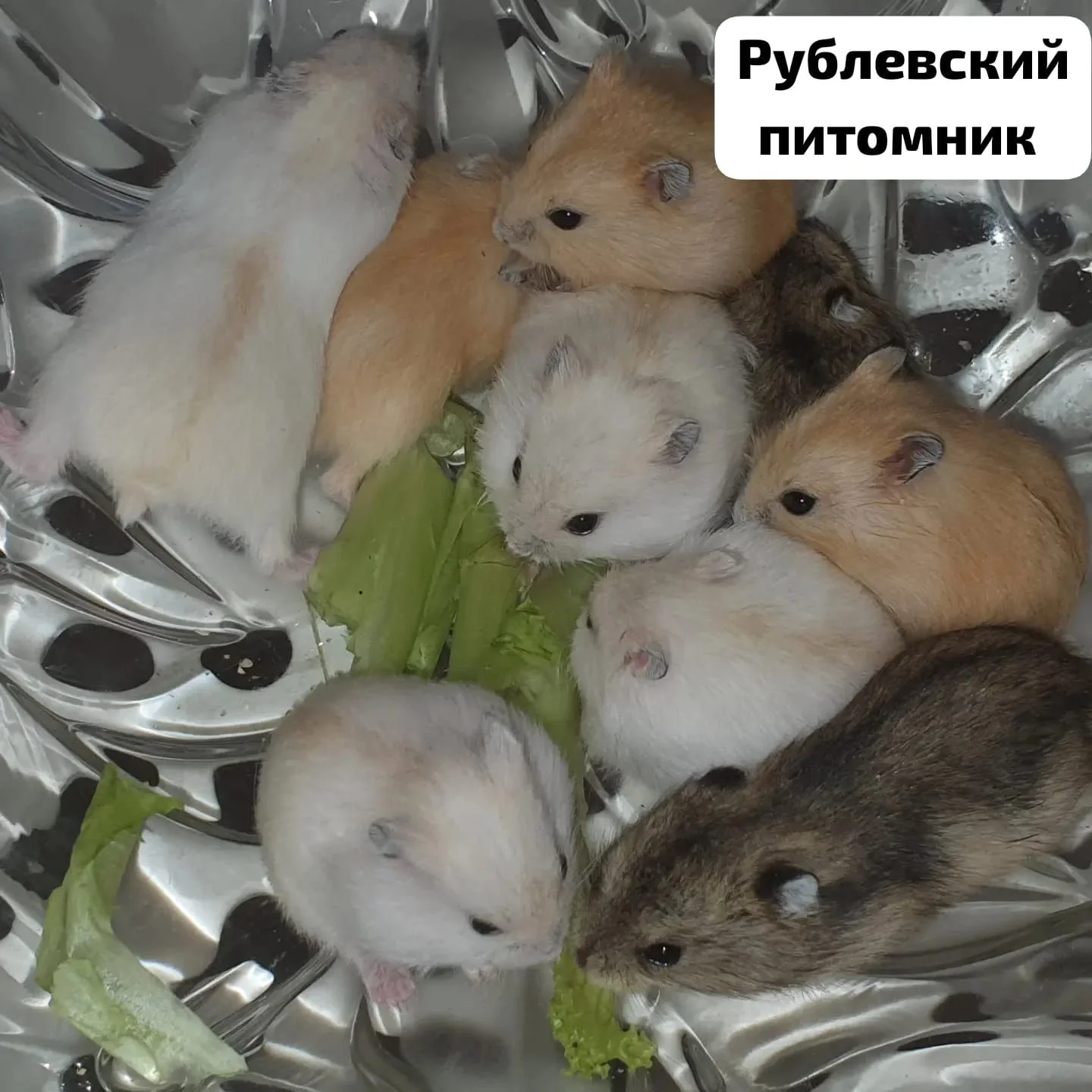 Хомячки джунгарские - изображение 1