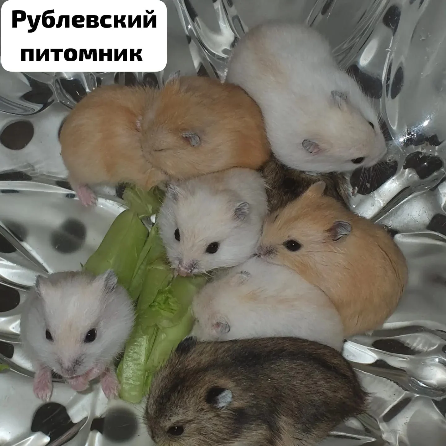 Хомячки джунгарские - миниатюра 2