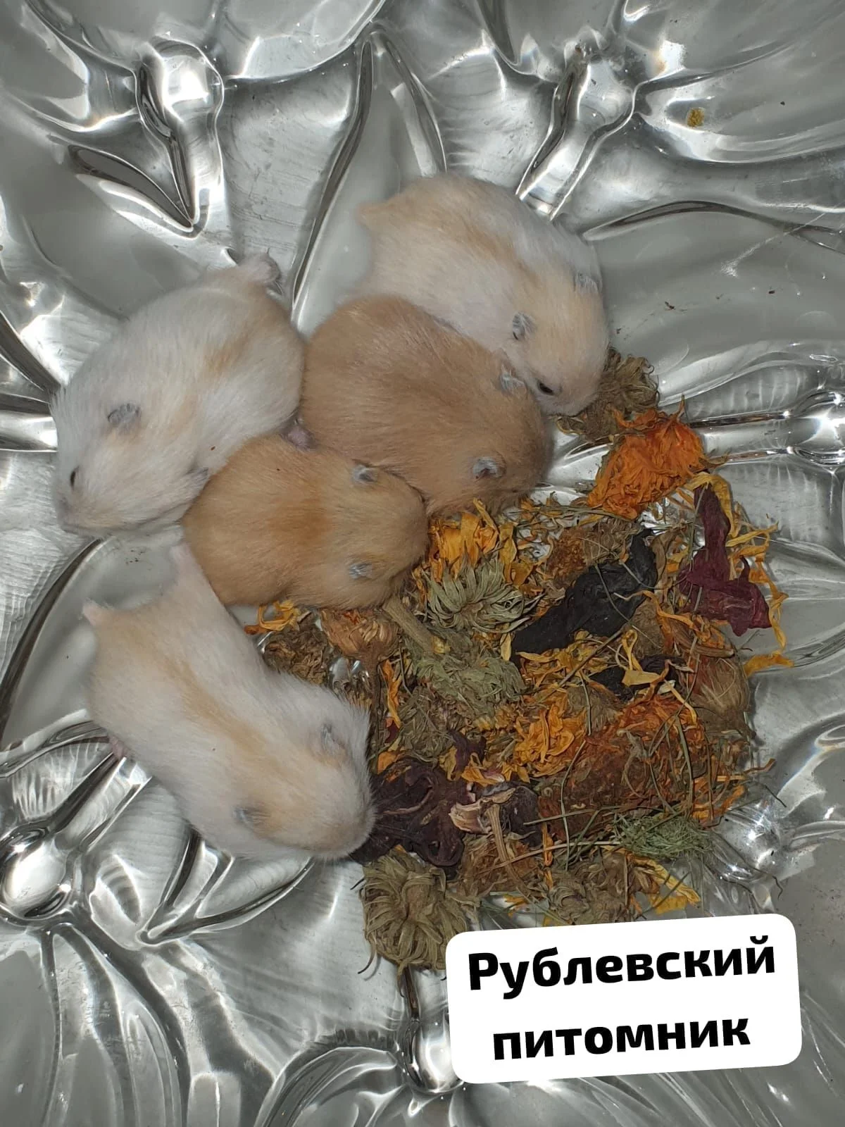 Хомячки джунгарские - миниатюра 3