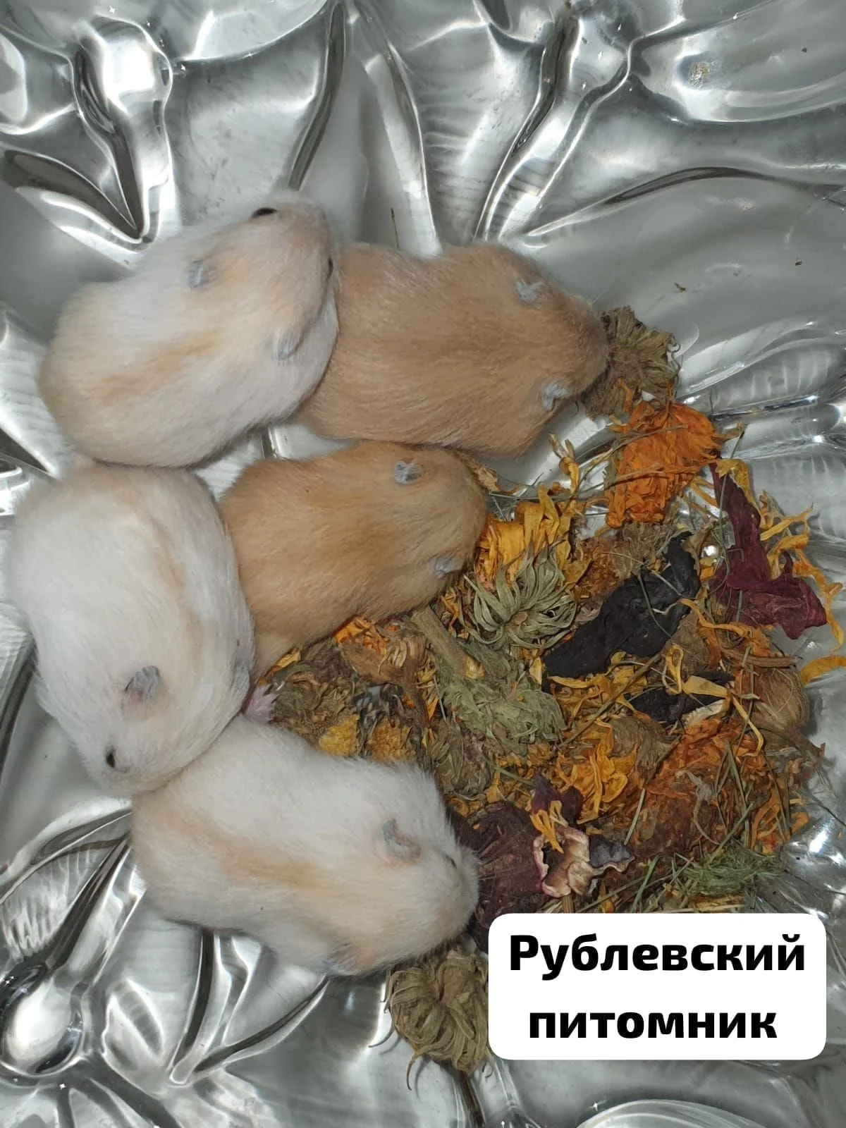 Хомячки джунгарские - миниатюра 6