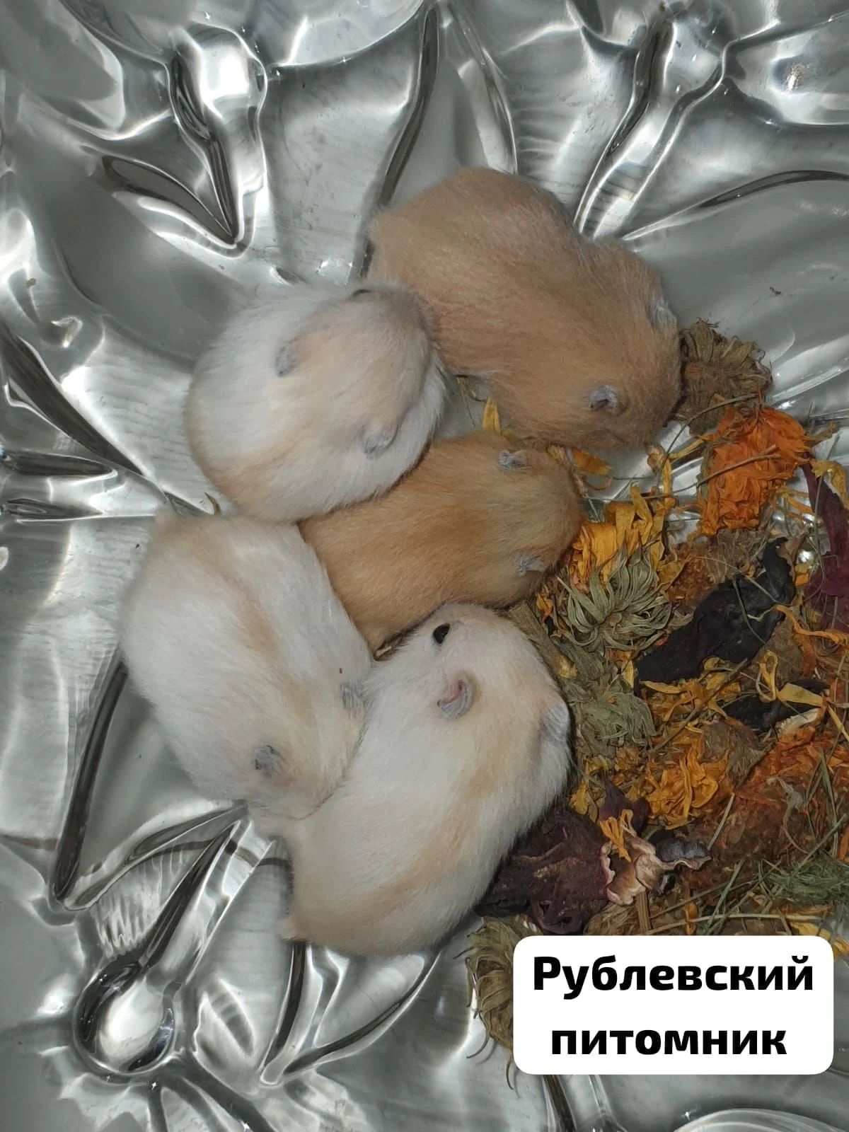 Хомячки джунгарские - миниатюра 7