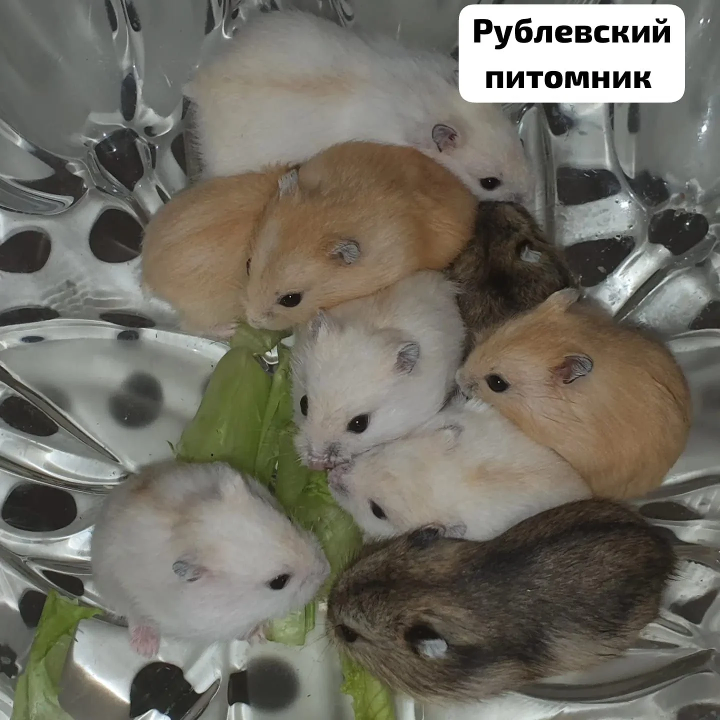 Хомячки джунгарские - миниатюра 8