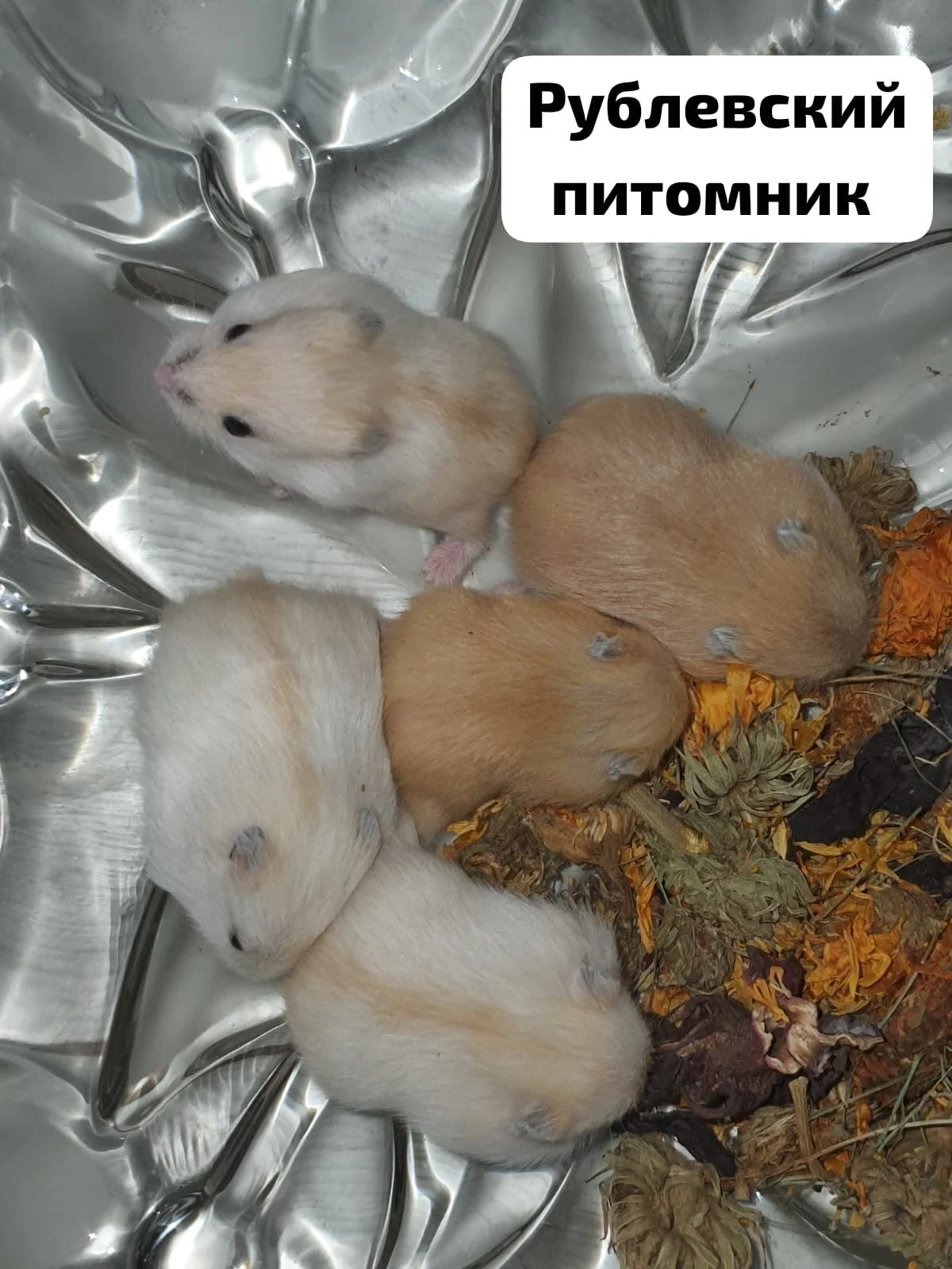 Хомячки джунгарские - миниатюра 9