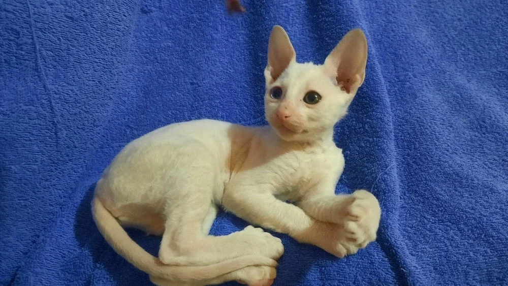 Корниш рекс - миниатюра 8