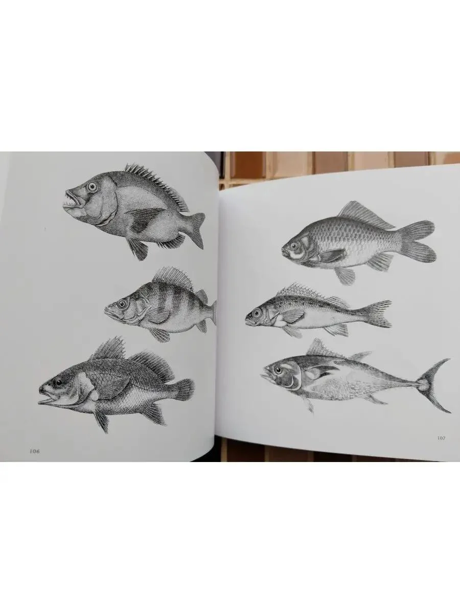 Книга Menu Designs Оформление меню - миниатюра 6