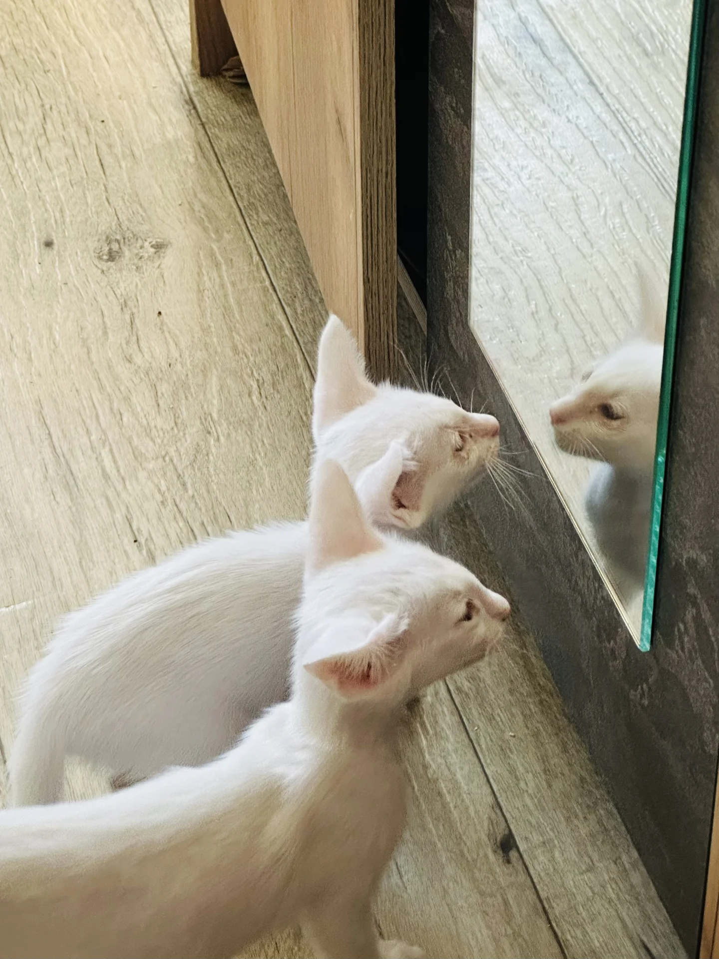 ориентальный котенок - миниатюра 2
