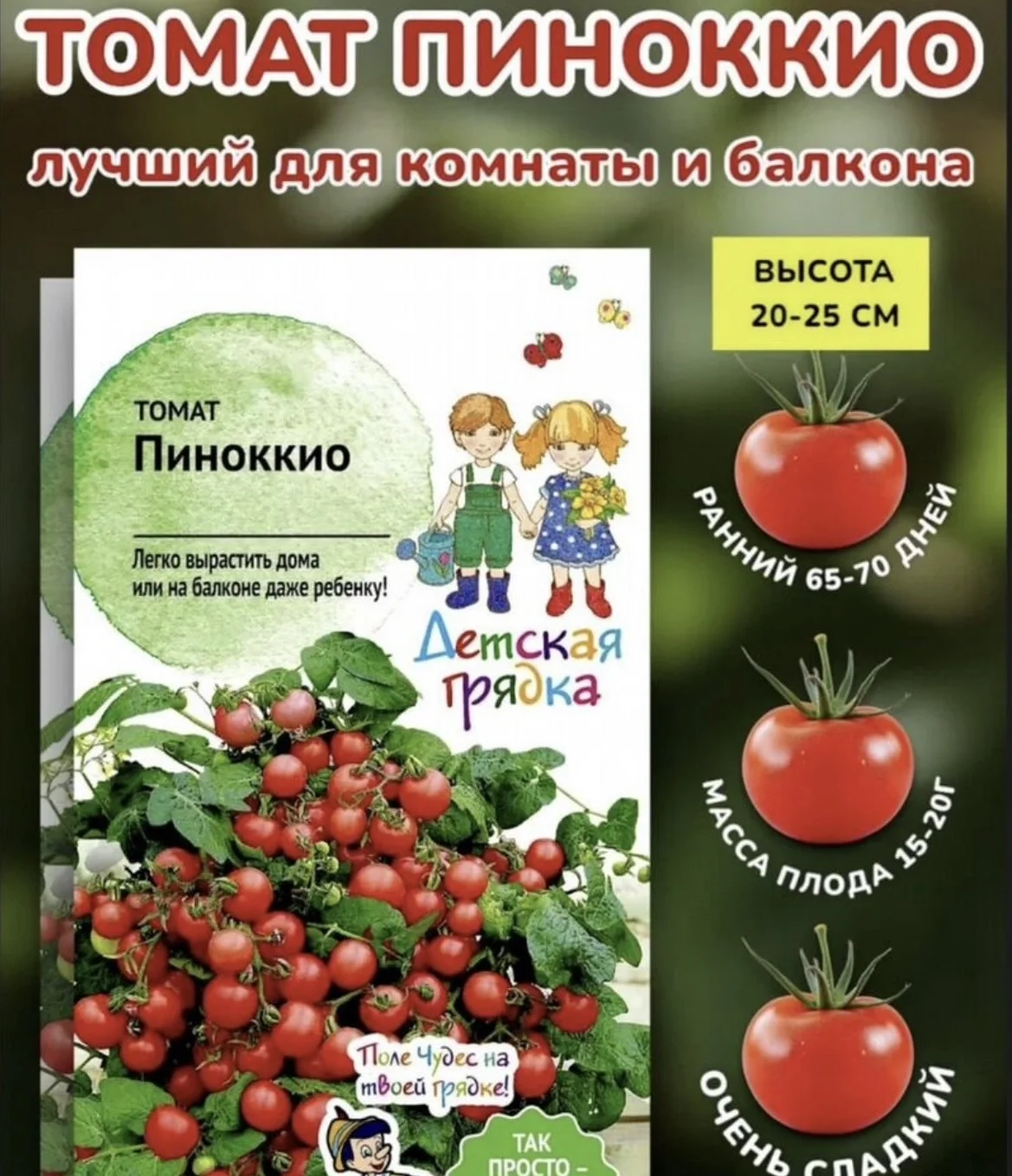 Рассада: комнатные томаты Пиноккио и перцы Арктика