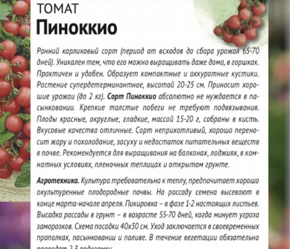 Рассада: комнатные томаты Пиноккио и перцы Арктика - миниатюра 2