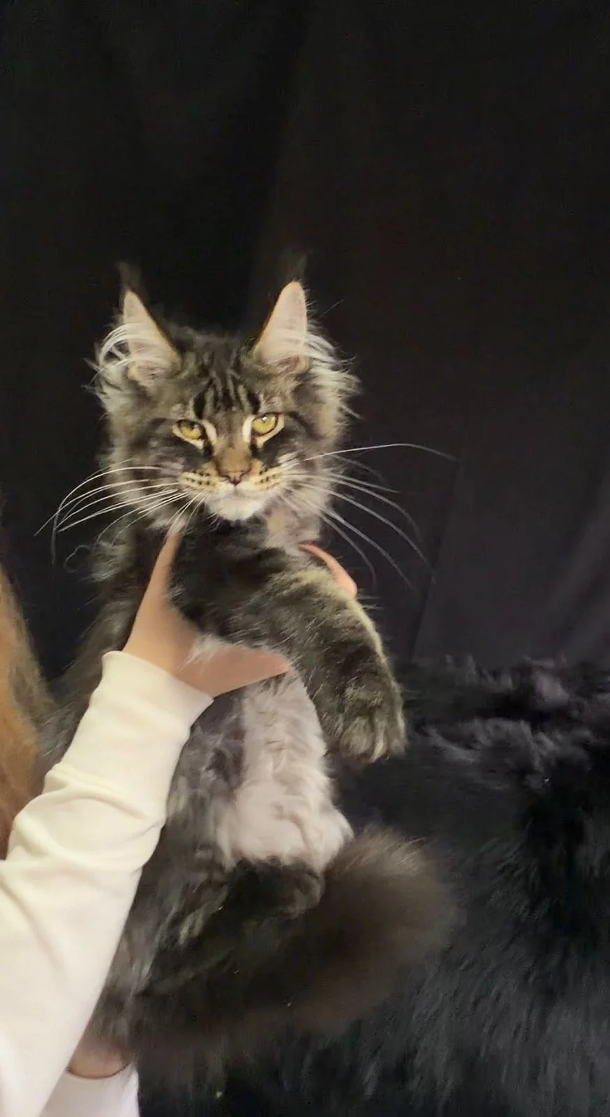 котенок мальчик породы Мей-кун - изображение 1