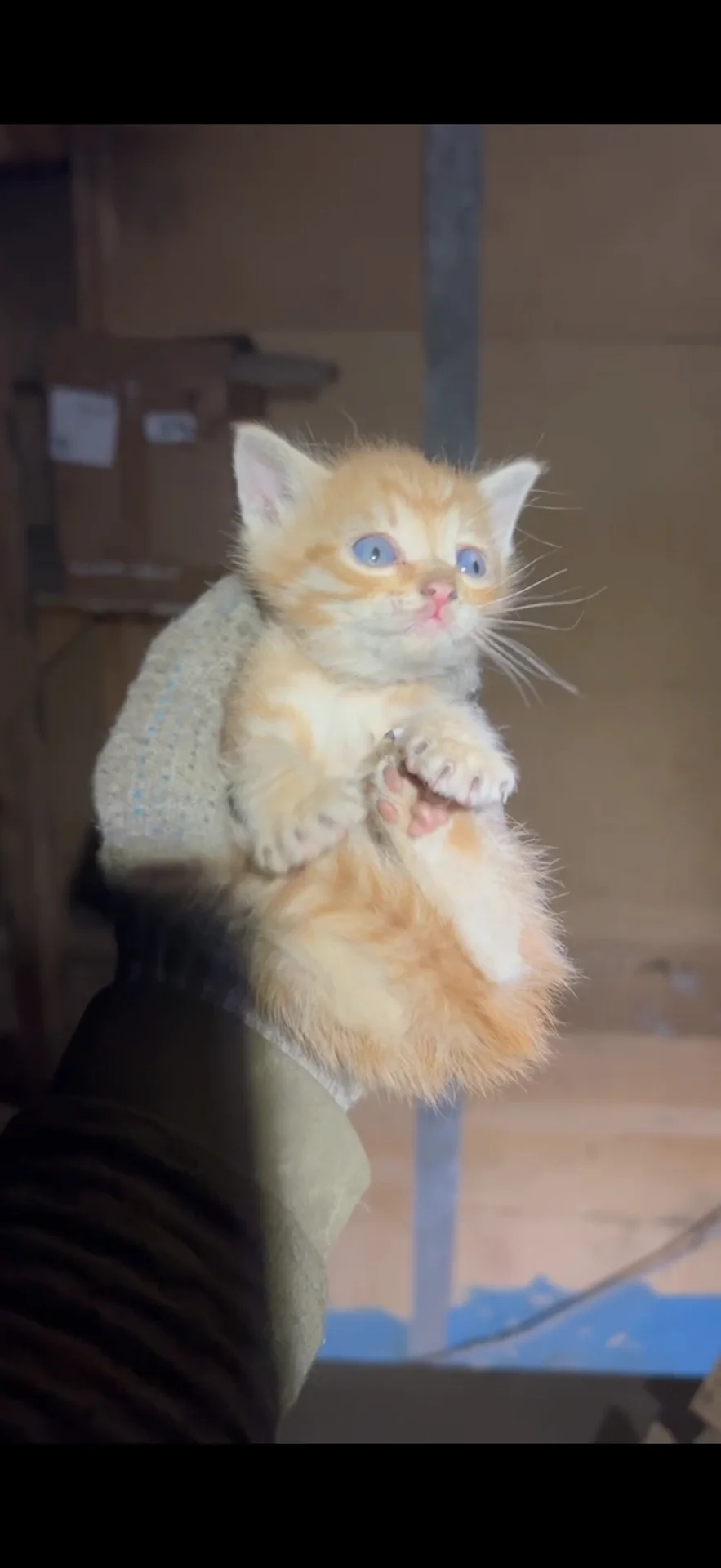 Котята в добрые руки - миниатюра 2