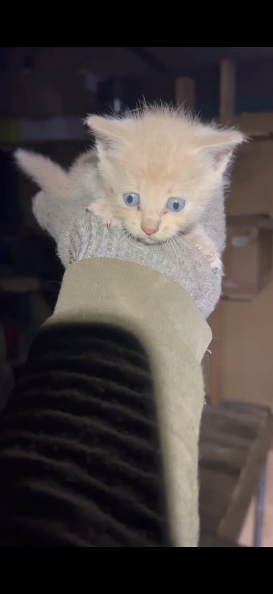 Котята в добрые руки - миниатюра 3