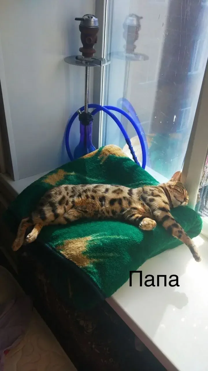 Котята Бенгалы - миниатюра 8